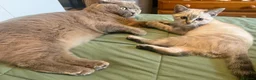Mixed Breed cats for sale: Neutered male cat  - Advert 32