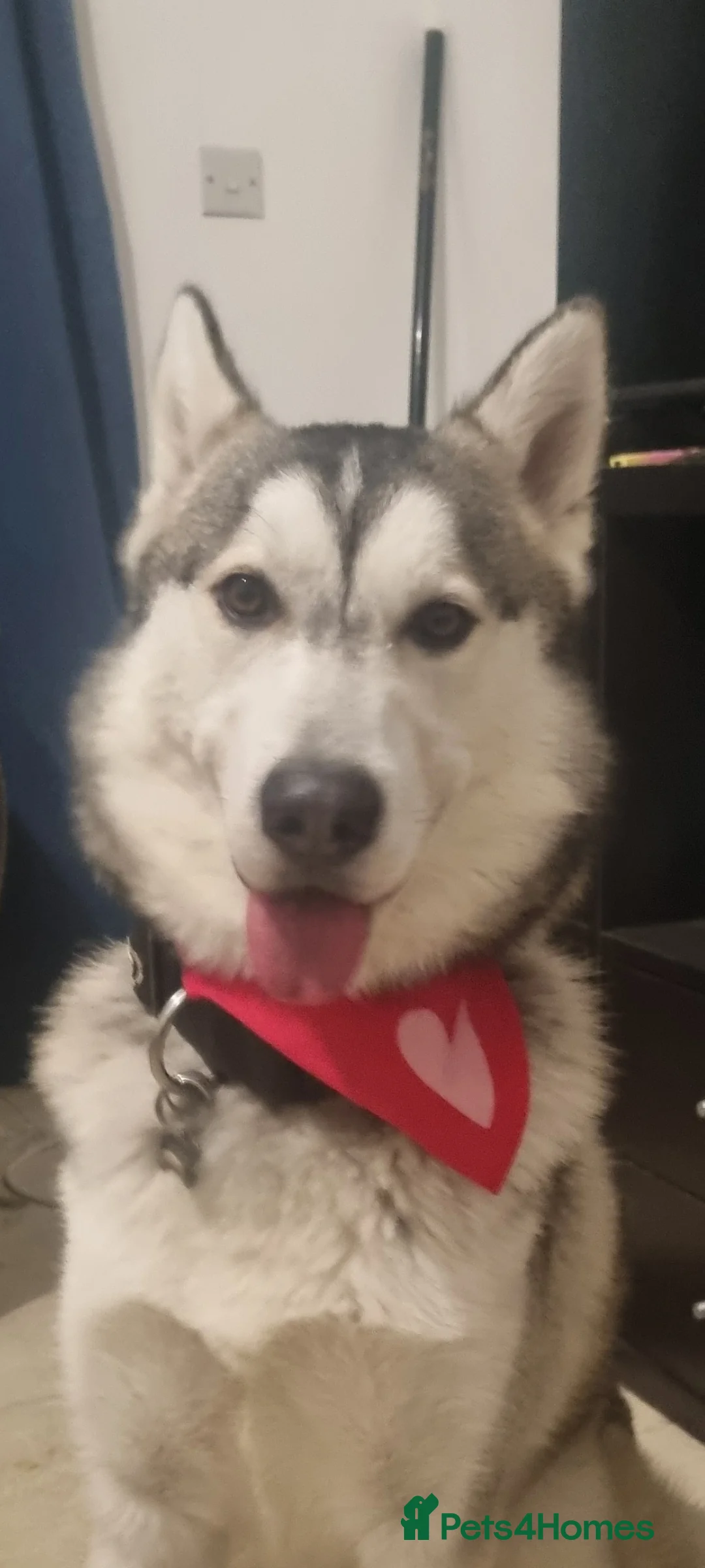 Shepsky dogs for sale: Beautiful shepsky pups - Advert 10