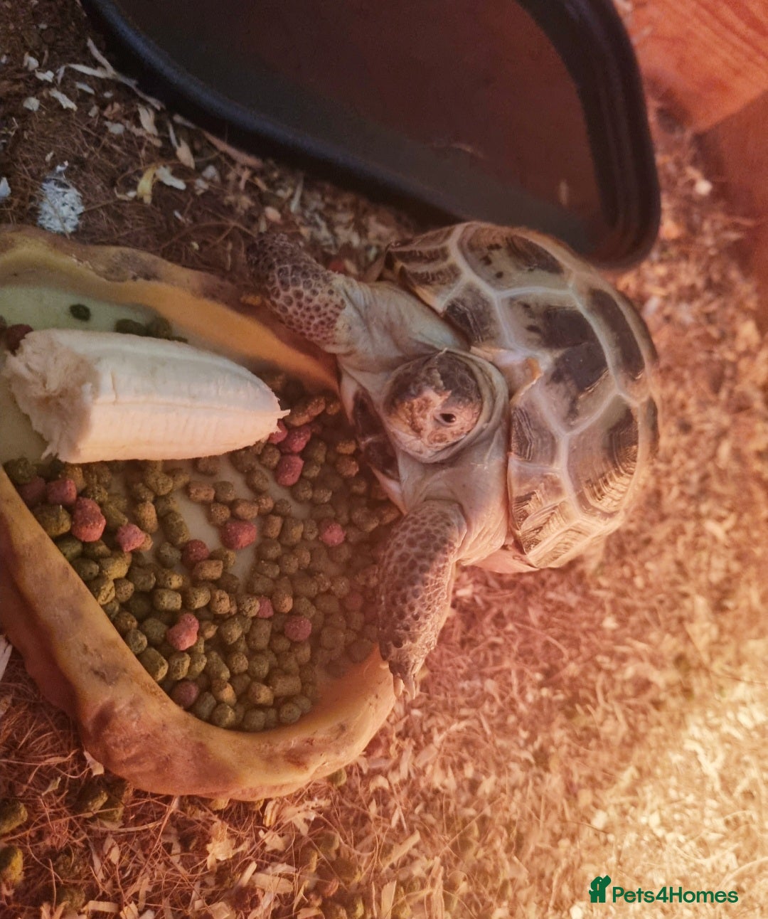 Tortoise reptiles for sale: Peanut The Tortoise  - Advert 4