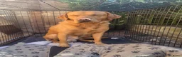 Labrador Retriever dogs for sale: A Super litter of Fox Red & Black Working Lab pups - Advert 10