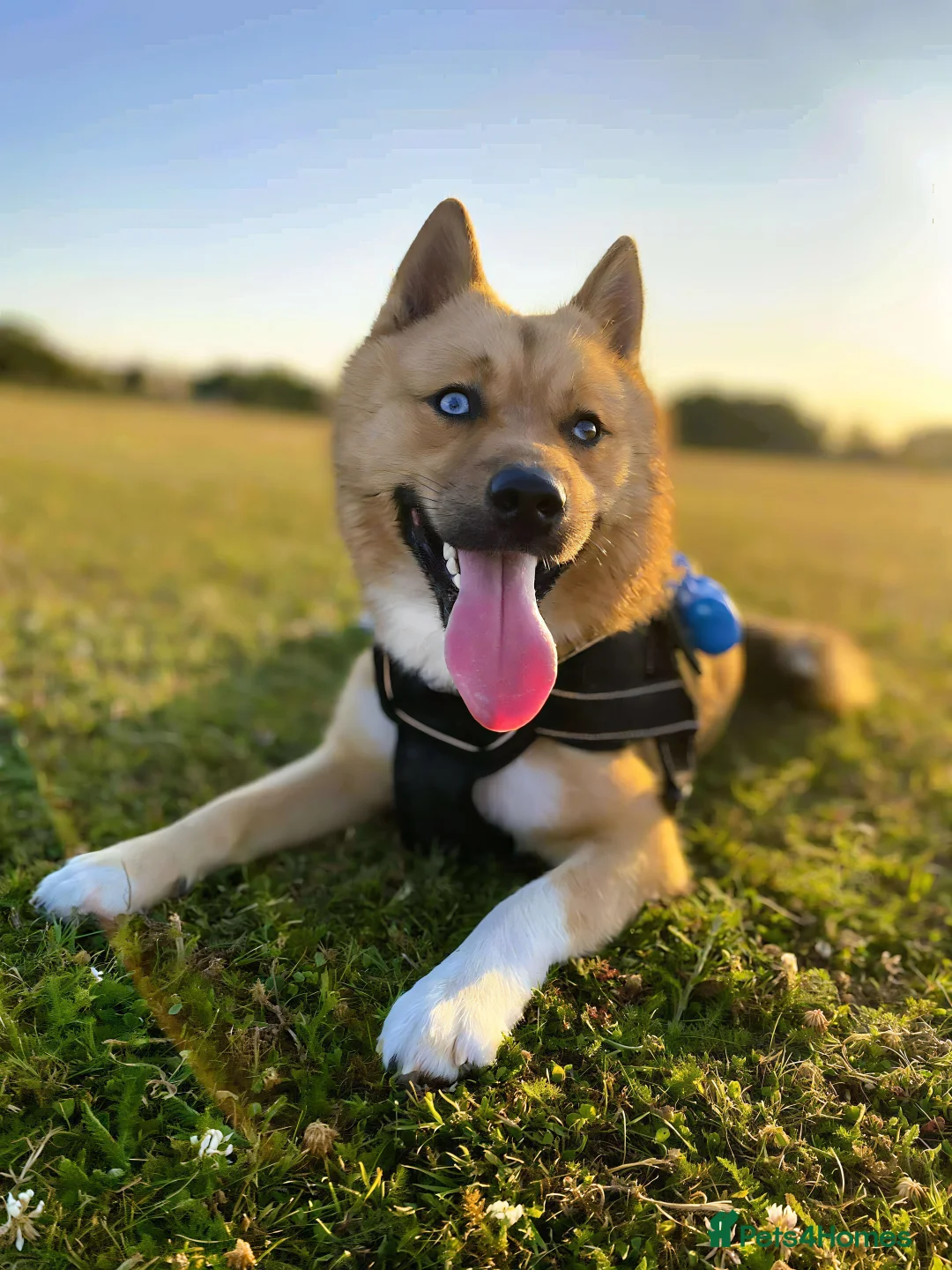 Mixed Breed dogs for stud: Pomsky for Stud - Advert 6