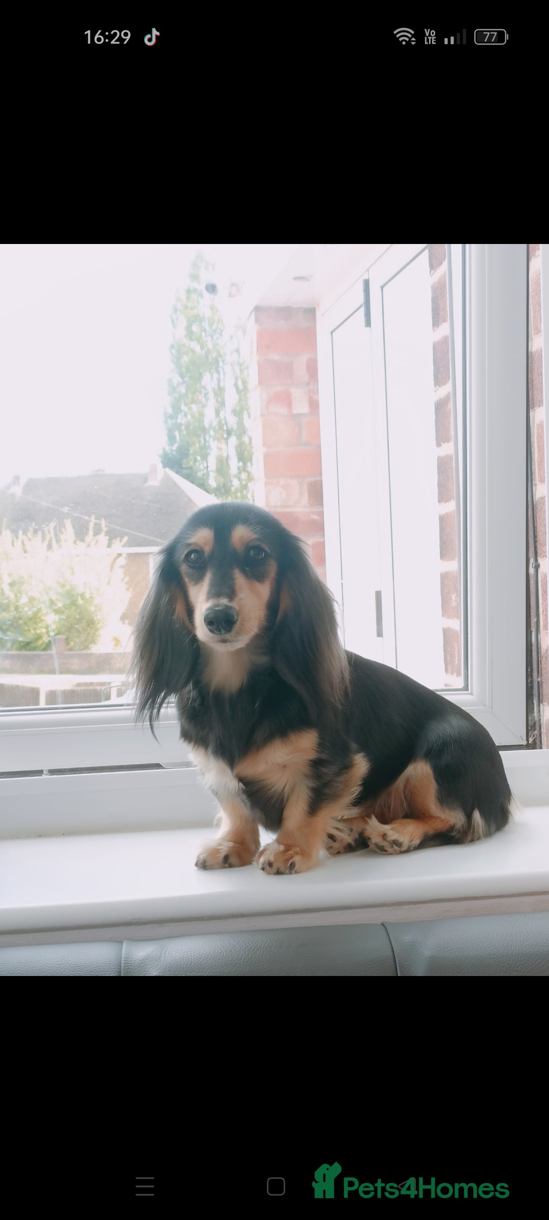 Miniature Dachshund dogs for sale: Remarkable mini Longcoat dachshund ETHICAL BREEDER - Advert 10
