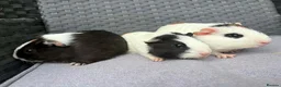 Guinea Pig rodents for sale: Sows and Trio of Boars  - Advert 24