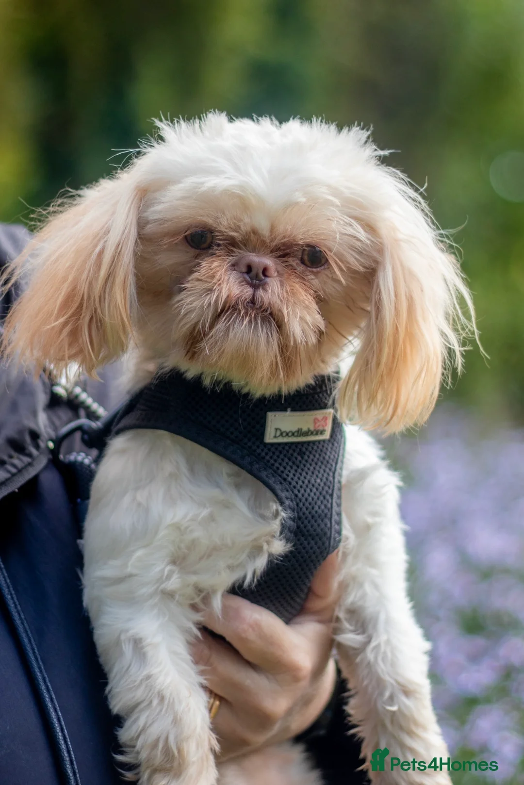 Shih Tzu dogs for stud: WAFFLES Karashishi Imperial Shihtzu for stud   in Liverpool - Advert 3