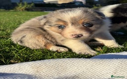 Border Collie dogs for sale: Border collie pups - Image 2