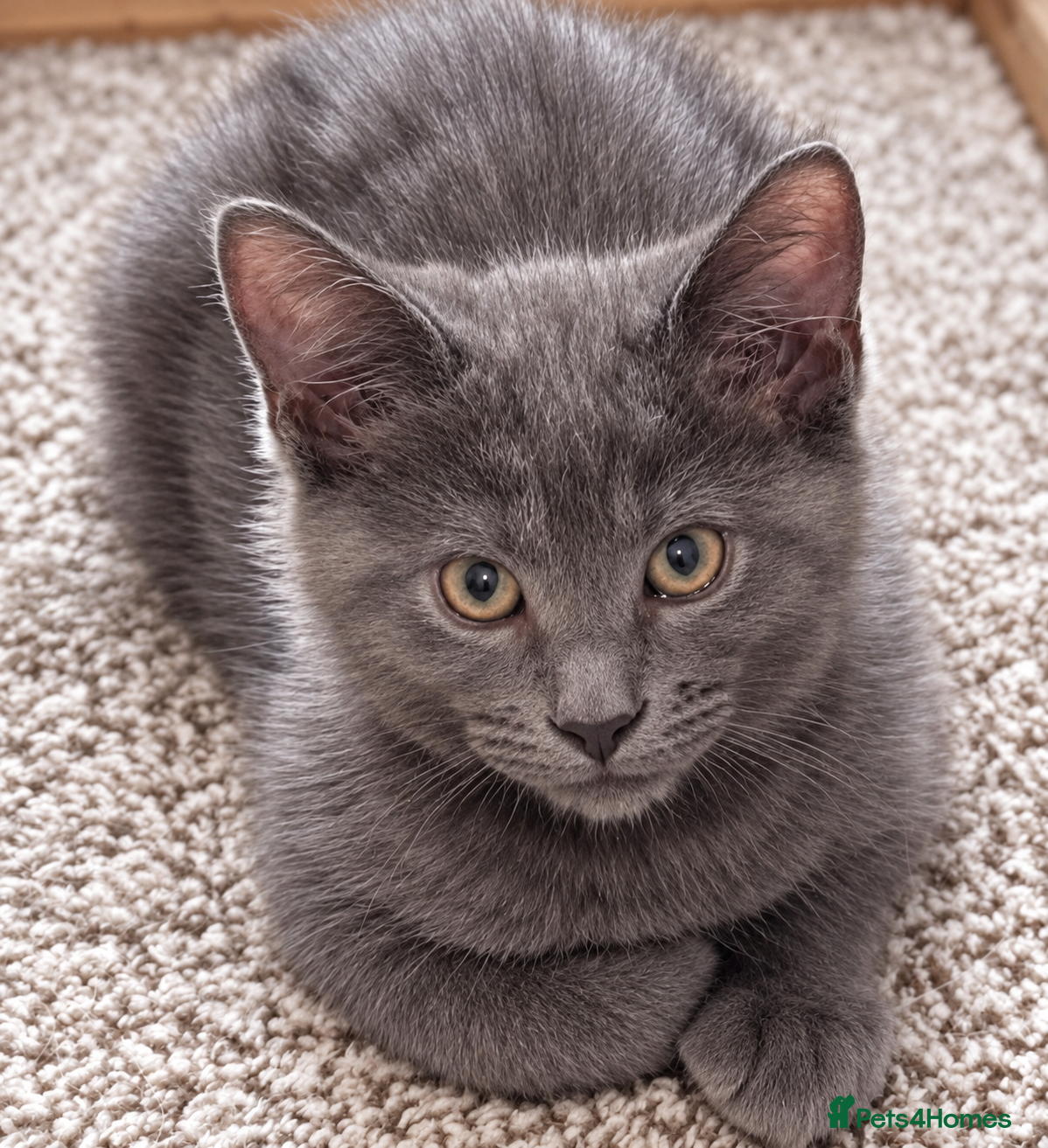 Mixed Breed cats Gorgeous Blue-Grey Maine Coon X Russian Blue - Advert 7
