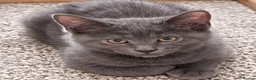 Mixed Breed cats for sale: Gorgeous Blue-Grey Maine Coon X Russian Blue - Advert 1