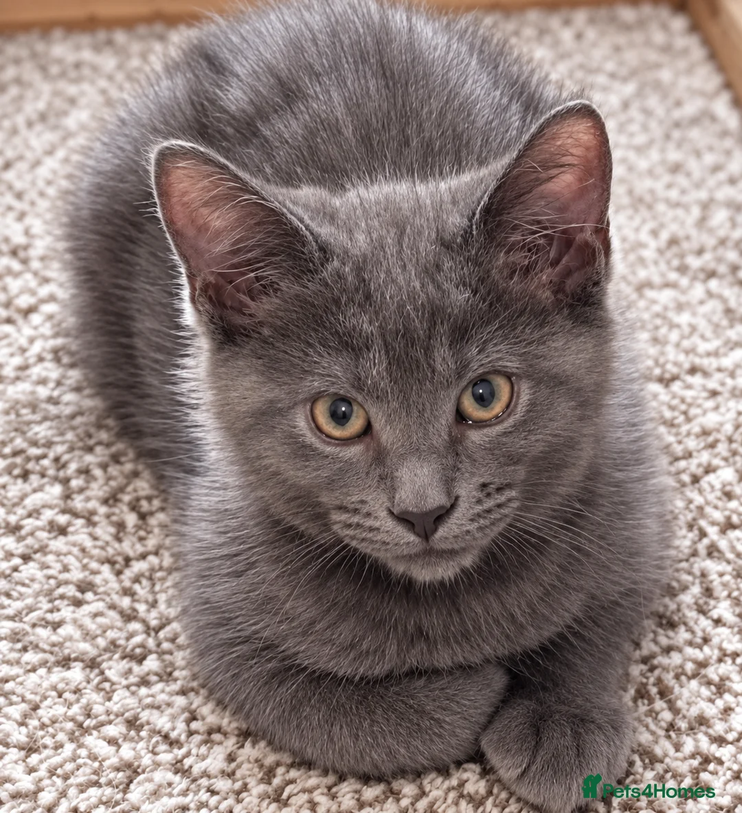 Mixed Breed cats for sale: Gorgeous Blue-Grey Maine Coon X Russian Blue - Advert 1