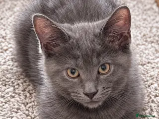 Mixed Breed cats Gorgeous Blue-Grey Maine Coon X Russian Blue - Advert 7