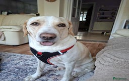 Labrador Retriever dogs for adoption: STORM !  - Image 1