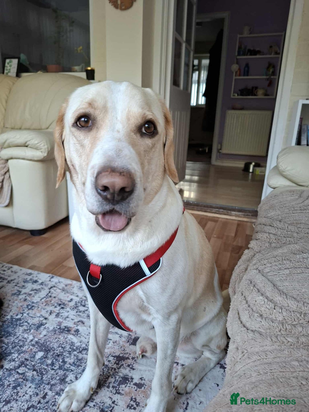 Labrador Retriever dogs for adoption: STORM !  - Image 1
