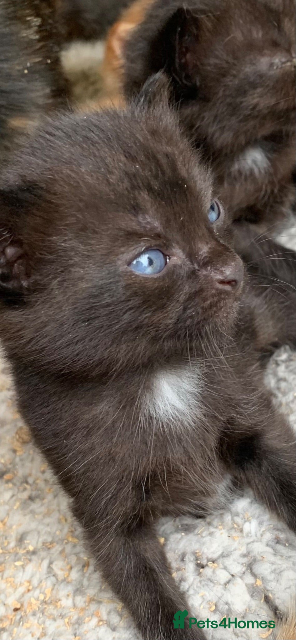 Mixed Breed cats Kittens for sale - Advert 2