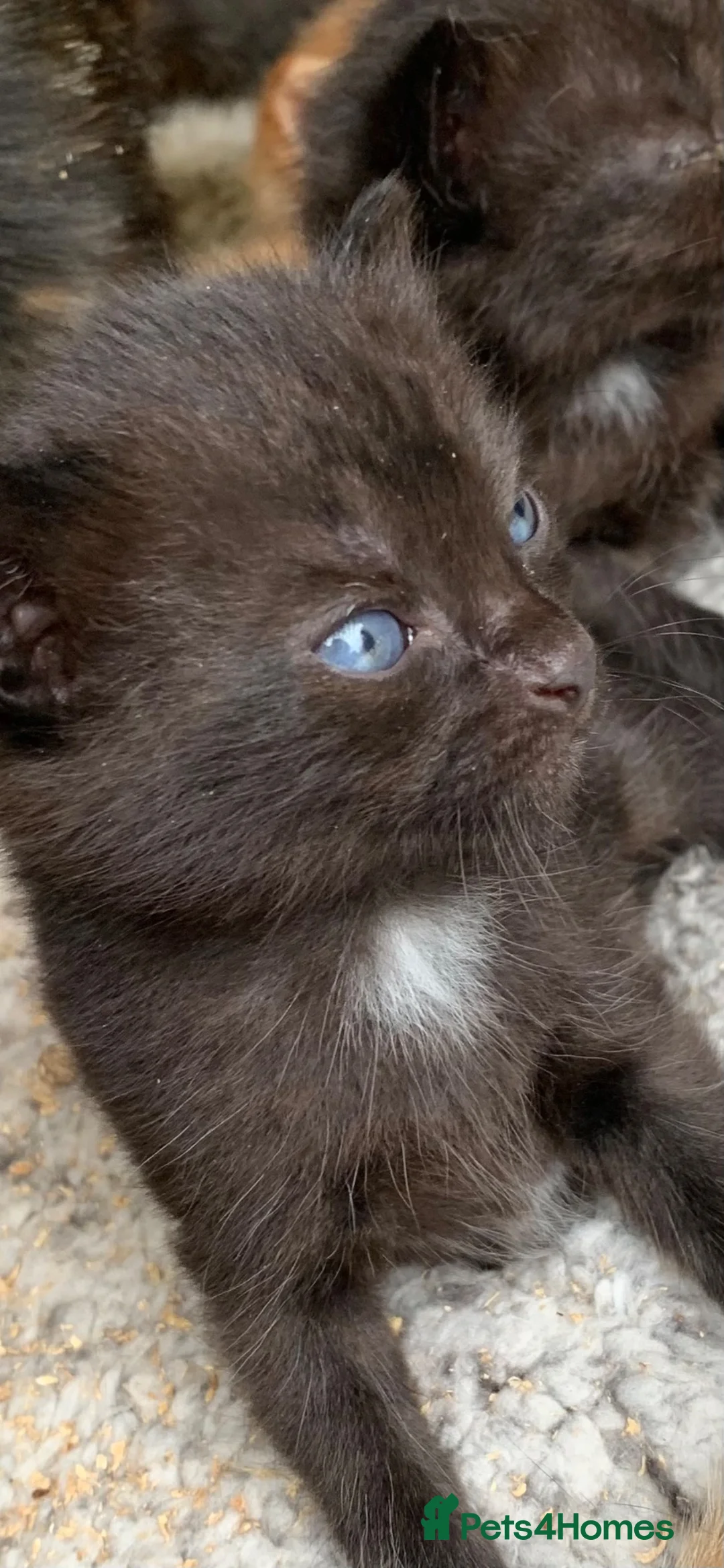Mixed Breed cats for sale: Kittens for sale - Advert 10