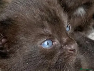 Mixed Breed cats Kittens for sale - Advert 2
