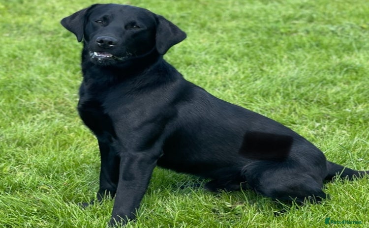 Labrador Retriever dogs in March - Advert 17