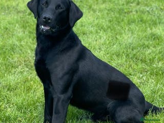 Labrador Retriever dogs KC Reg, DNA Clear, 0/0 Hips, Produces Chocolate in March - Advert 5