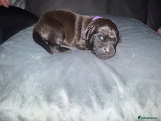 Labrador Retriever dogs Labrador X Boxerdore puppies - Advert 15