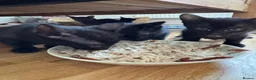 Oriental cats for sale: Oriental Kittens for sale (9 available) - Advert 6