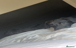 Mixed Breed dogs for sale: 7 Month old Corgipoo - Advert 3