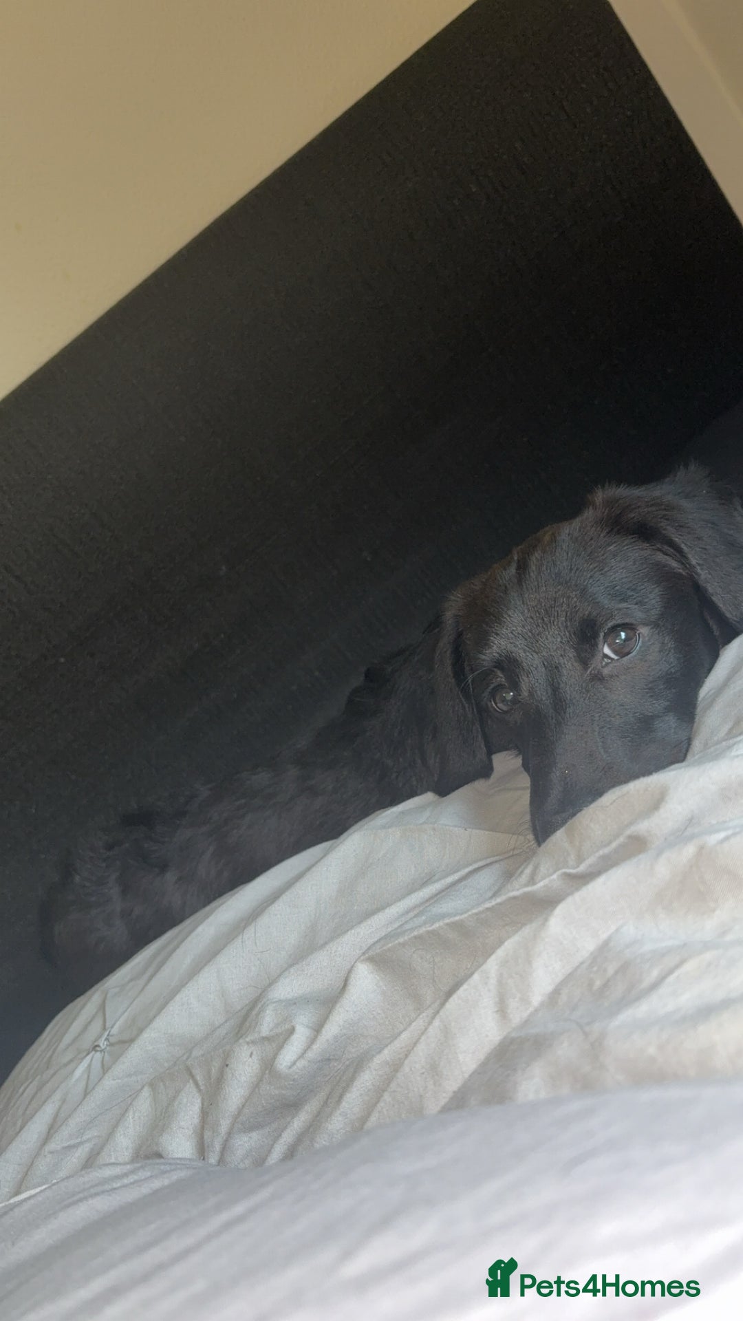 Mixed Breed dogs for sale: 7 Month old Corgipoo - Advert 3