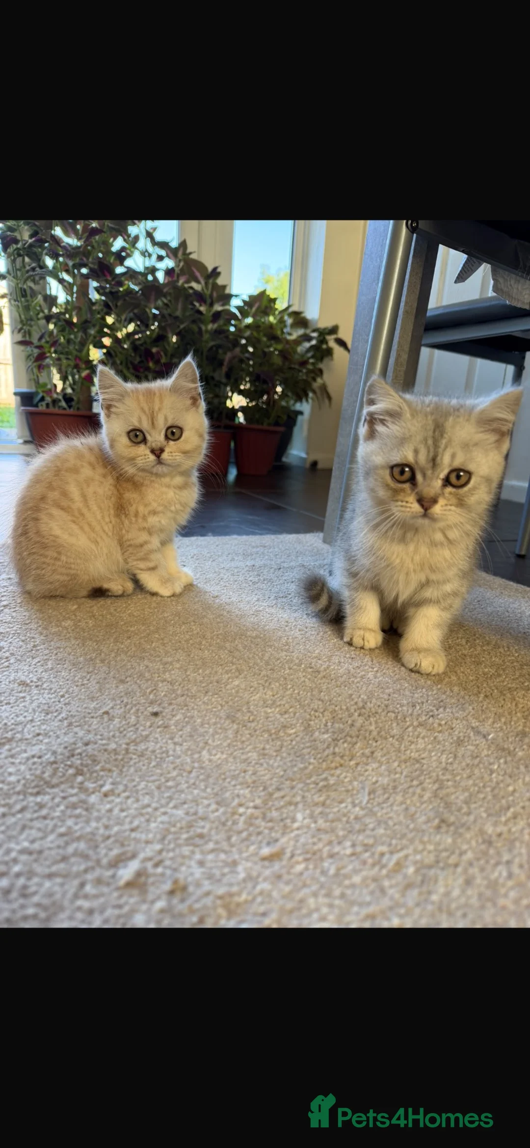Mixed Breed cats for sale:  British Shorthair × Longhair Kittens   in Peterborough - Advert 2
