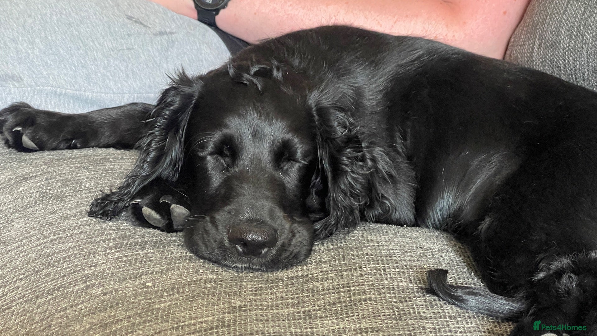 Cocker Spaniel dogs Six month old cocker spaniel  - Advert 1