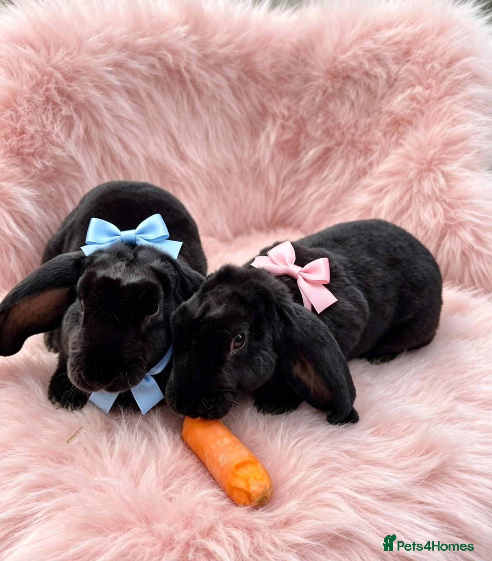 Rex rabbits RARE Velveteen breeding pair - Advert 8