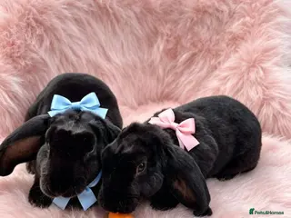 Rex rabbits RARE Velveteen breeding pair - Advert 1