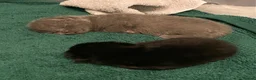 British Shorthair cats for sale: Amazing Pedigree British Shorthair Kittens  - Advert 36