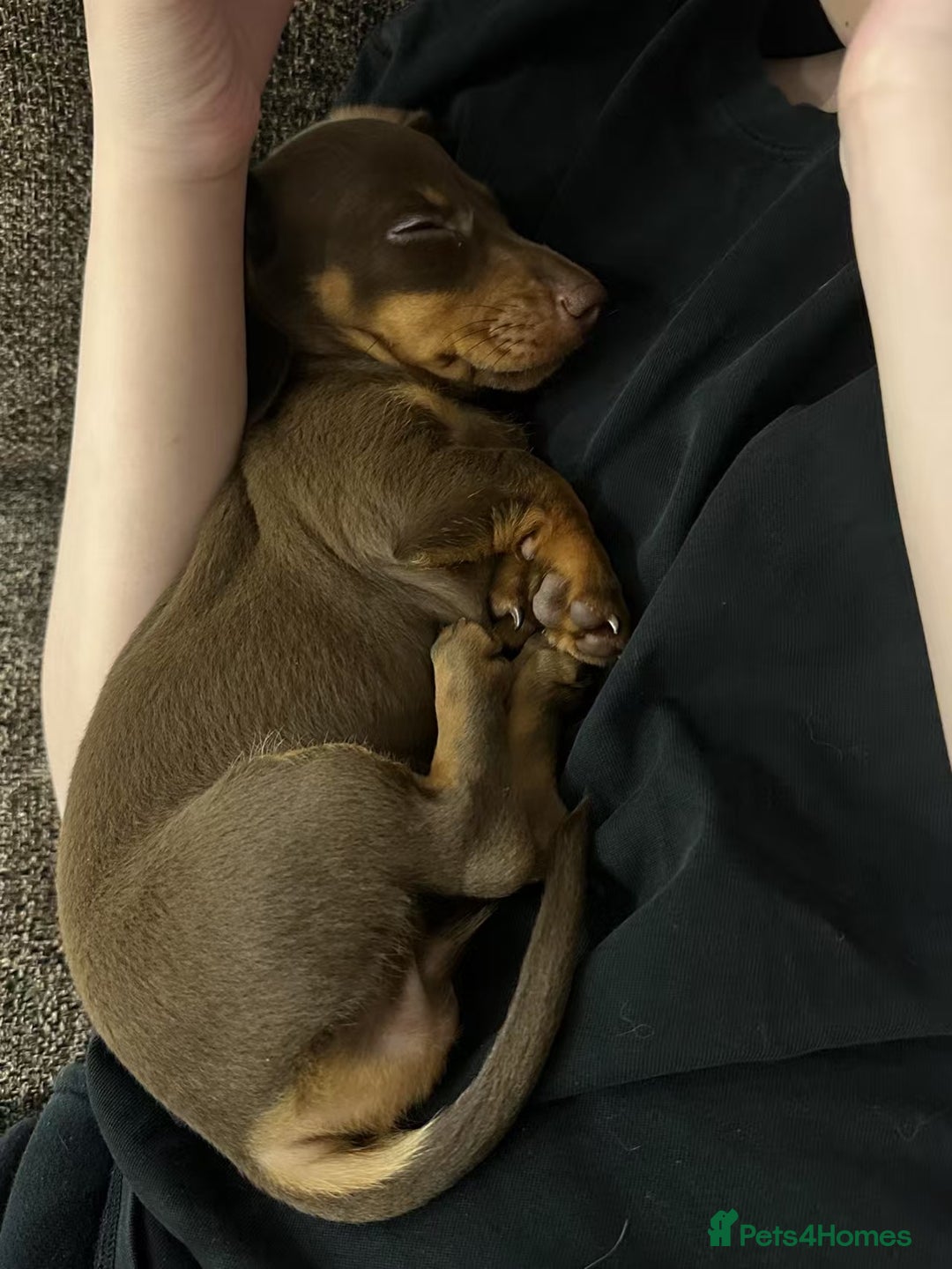 Dachshund dogs for sale: Adorable, Affectionate Dachshund Puppy for Sale🥰 - Advert 7