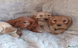 Cockapoo dogs for sale: Cockapoo puppy's  - Advert 13