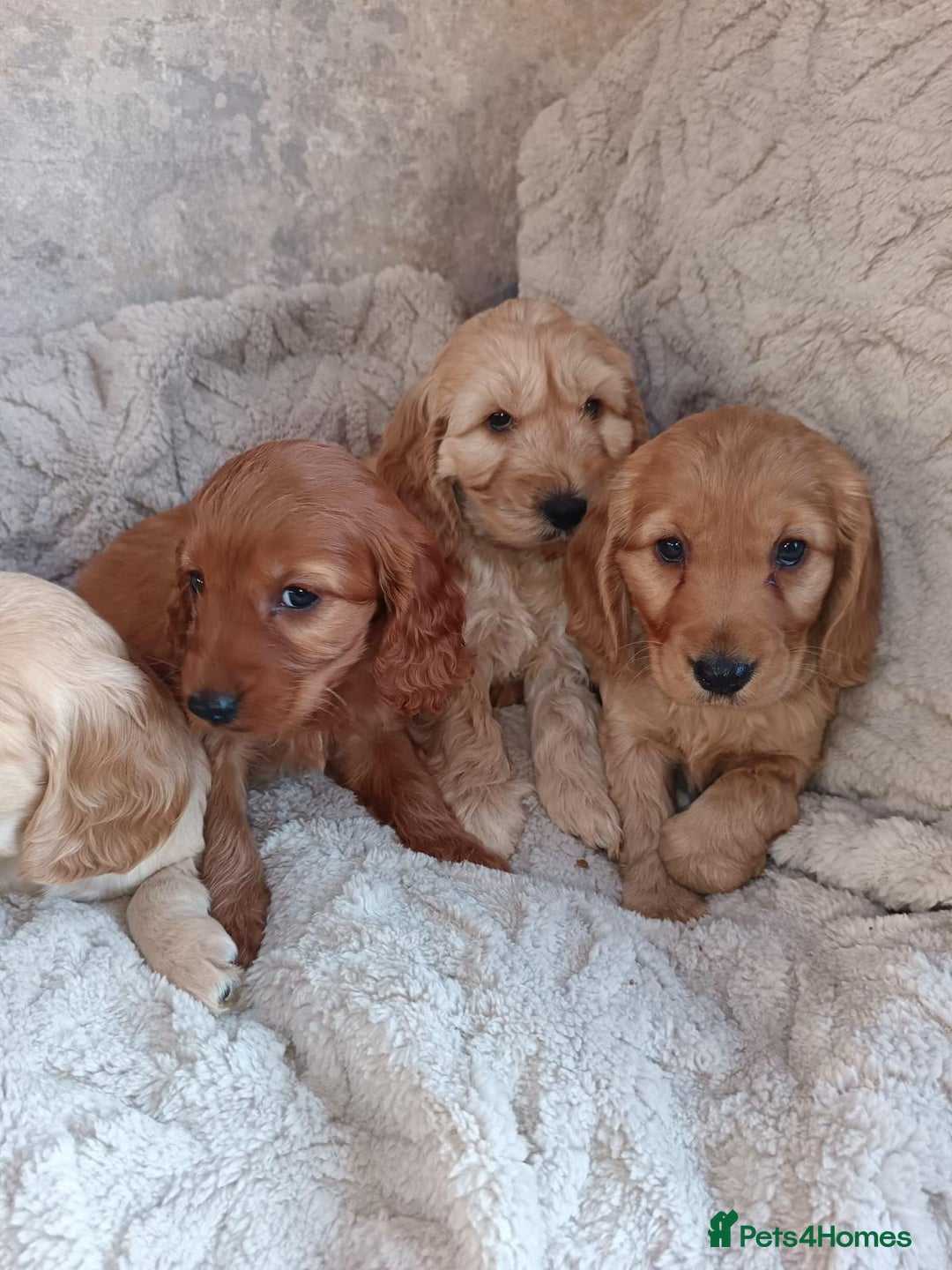 Cockapoo dogs for sale: Cockapoo puppy's  - Advert 13