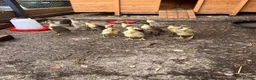 Ducks poultry for sale: Indian runner ducks for sale  in Liss - Advert 5