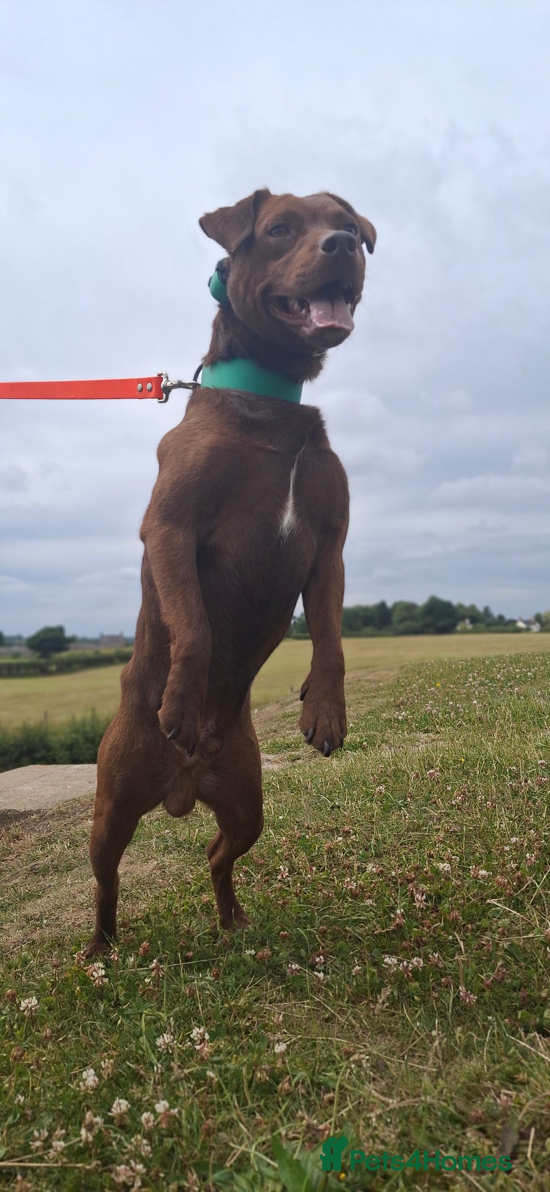 Patterdale Terrier dogs for stud: Working patterdale for stud - Image 6