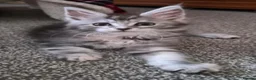 Maine Coon cats for sale: Beautiful Mainecoon kittens  - Advert 5