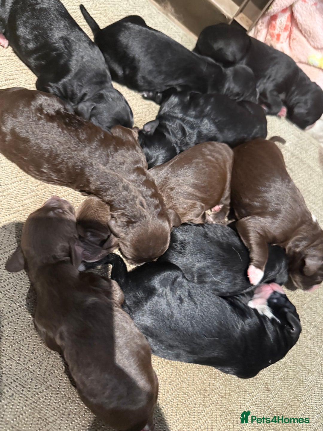 Cockapoo dogs for sale: Miniature f1 Cockapoos puppies - Advert 23