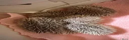Pygmy Hedgehog rodents for sale: Baby pygmy hedghogs ready in november - Advert 4