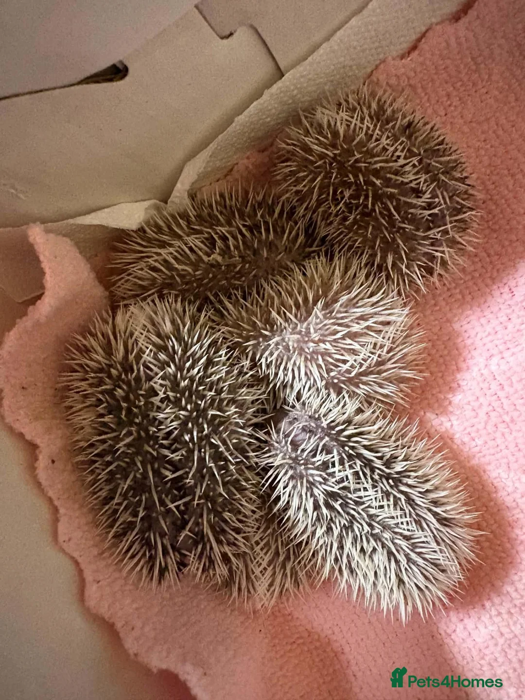 Pygmy Hedgehog rodents for sale: Baby pygmy hedghogs ready in november - Advert 4