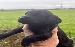 Cocker Spaniel dogs for sale: One Ready Now plus Younger Pups - Image 10