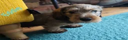 Miniature Dachshund dogs for sale: Premium Mini Wire-haired Dachshund Puppies - Advert 13