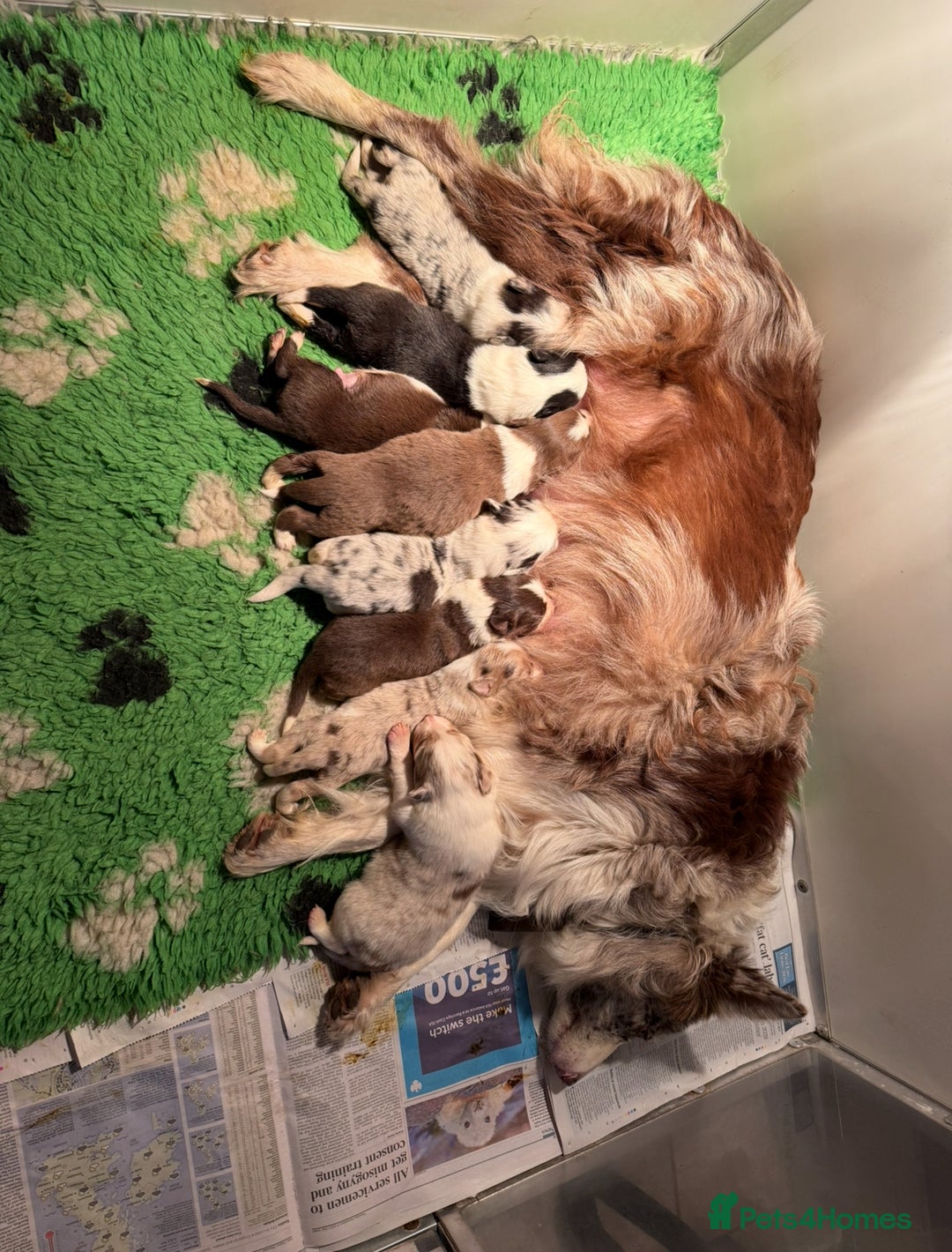 Border Collie dogs for sale: Beautiful Border Collie Pups  - Advert 7