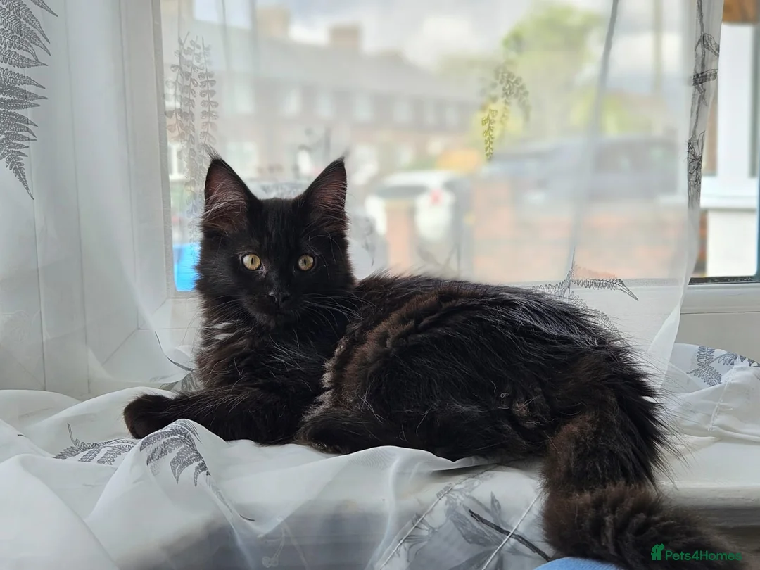 Mixed Breed cats for sale: Stunning Maine Coon x Ragdoll Excellent with kids in Manchester - Advert 8