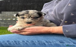 Border Collie dogs for sale: 7 Blue / white merle border collie puppies. - Image 9