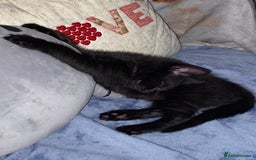 Domestic Shorthair cats for sale: Beautiful tabby shorthair kittens for sale  - Image 5