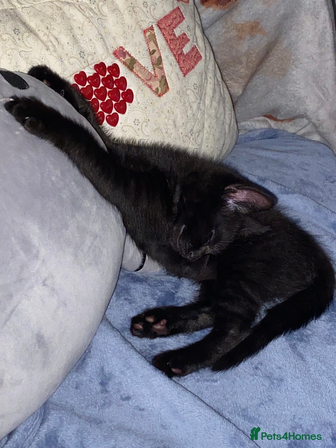Domestic Shorthair cats for sale: Beautiful tabby shorthair kittens for sale  - Image 5