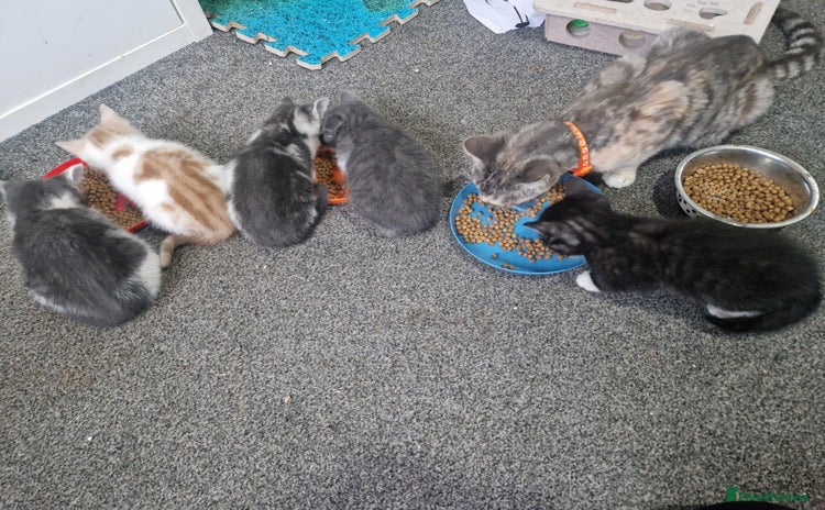 Domestic Shorthair cats - Advert 1
