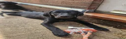 Labrador Retriever dogs for sale: **1 Black Dog Left** All Vaccines Complete - Advert 2