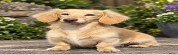 Miniature Dachshund dogs for stud: Woody choc based cream LH stud - Advert 1