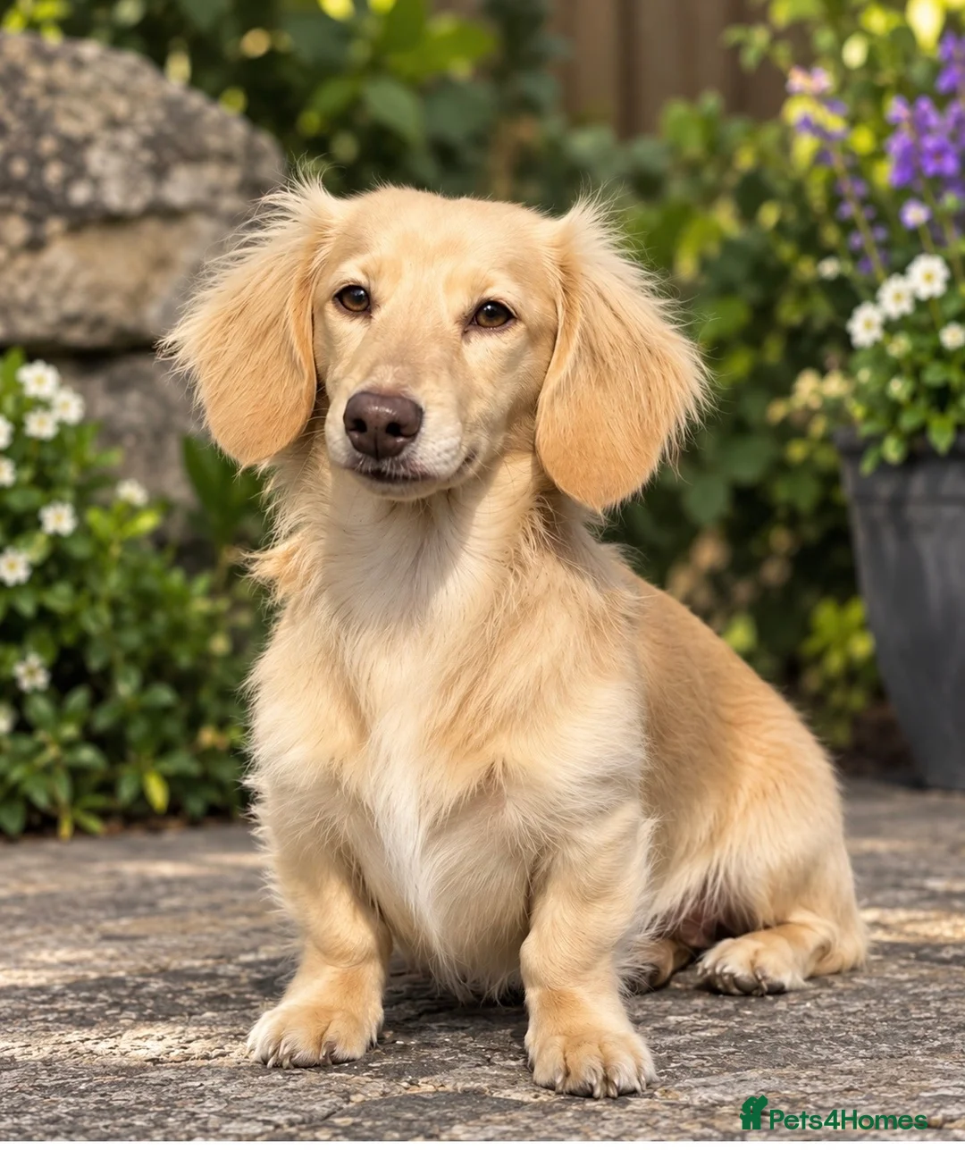 Miniature Dachshund dogs for stud: Woody choc based cream LH stud - Advert 1