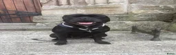 Staffordshire Bull Terrier dogs for sale: Staffordshire bull terrier bitch entire - Advert 3